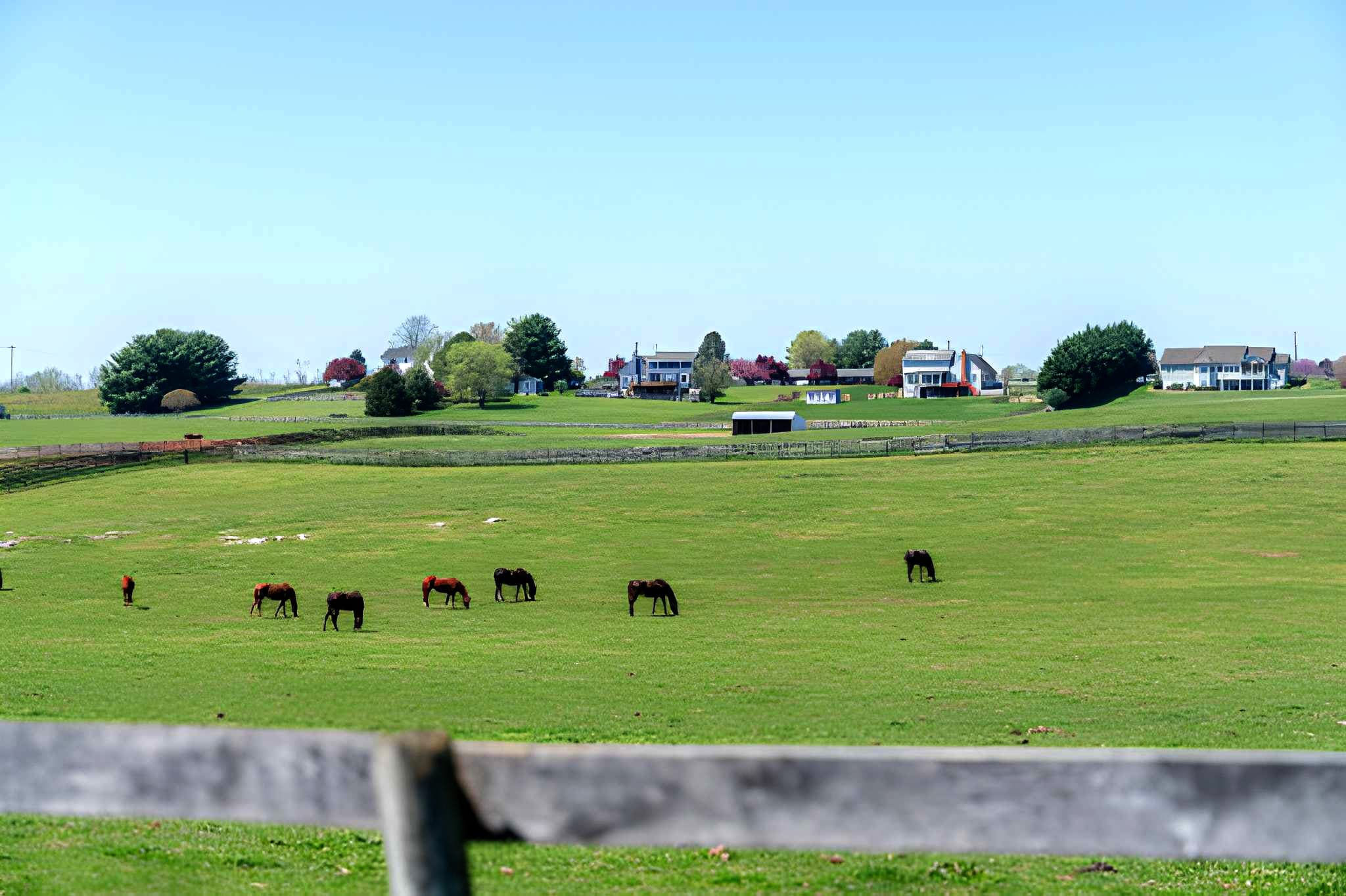 Horses Grazing